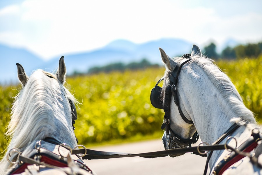 Visit Equestrian centre Celje